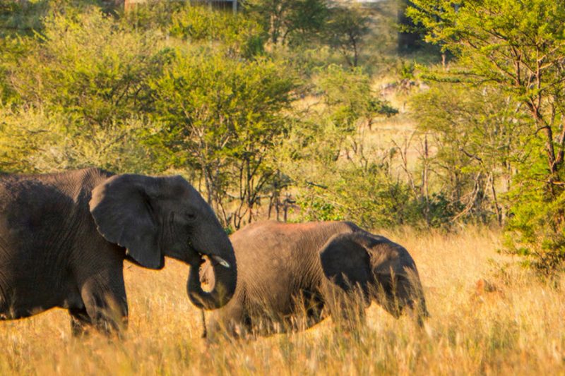 3 Days Budget Camping Safari in Tanzania