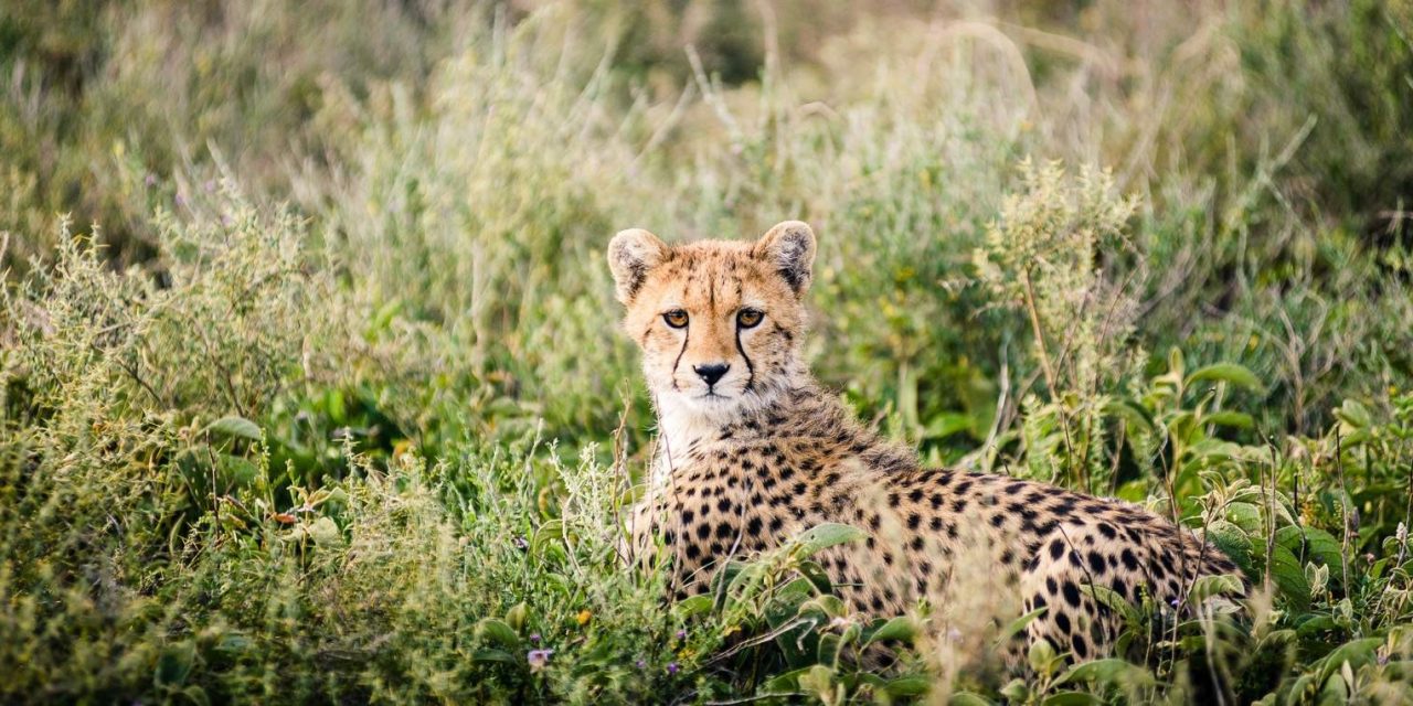 4 Days Luxury Family Safari