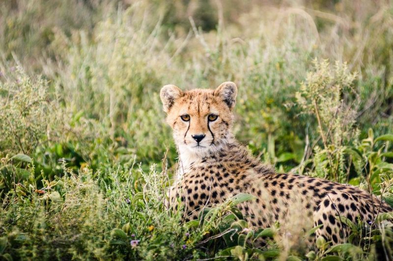 4 Days Luxury Family Safari