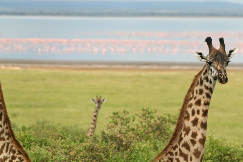 2 Days Short Tanzania Safari