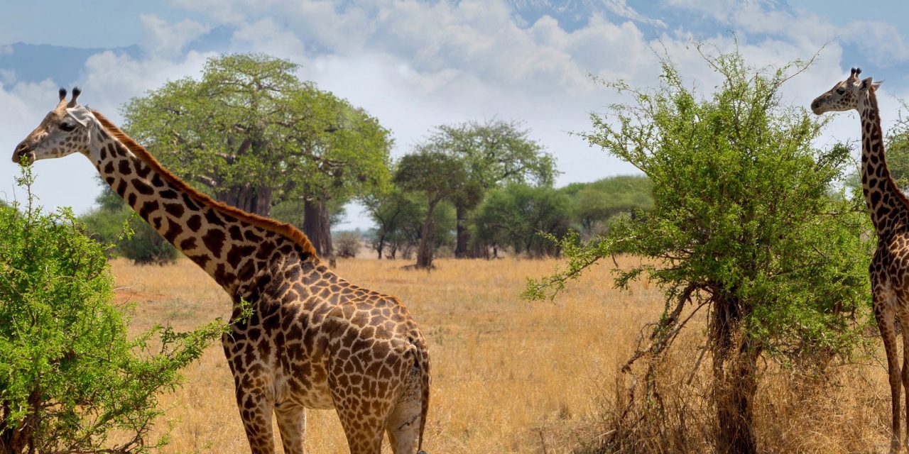 Arusha National Park Full Day Safari