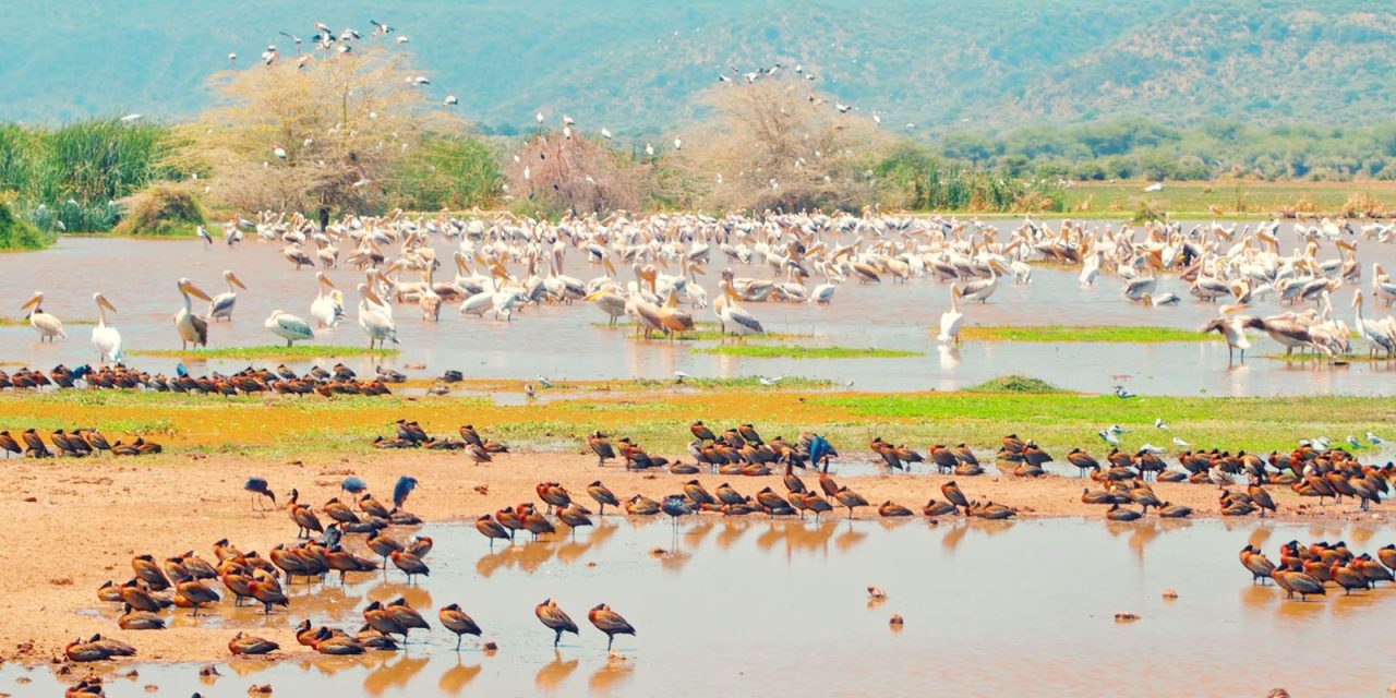 Lake Manyara National park Day Trip