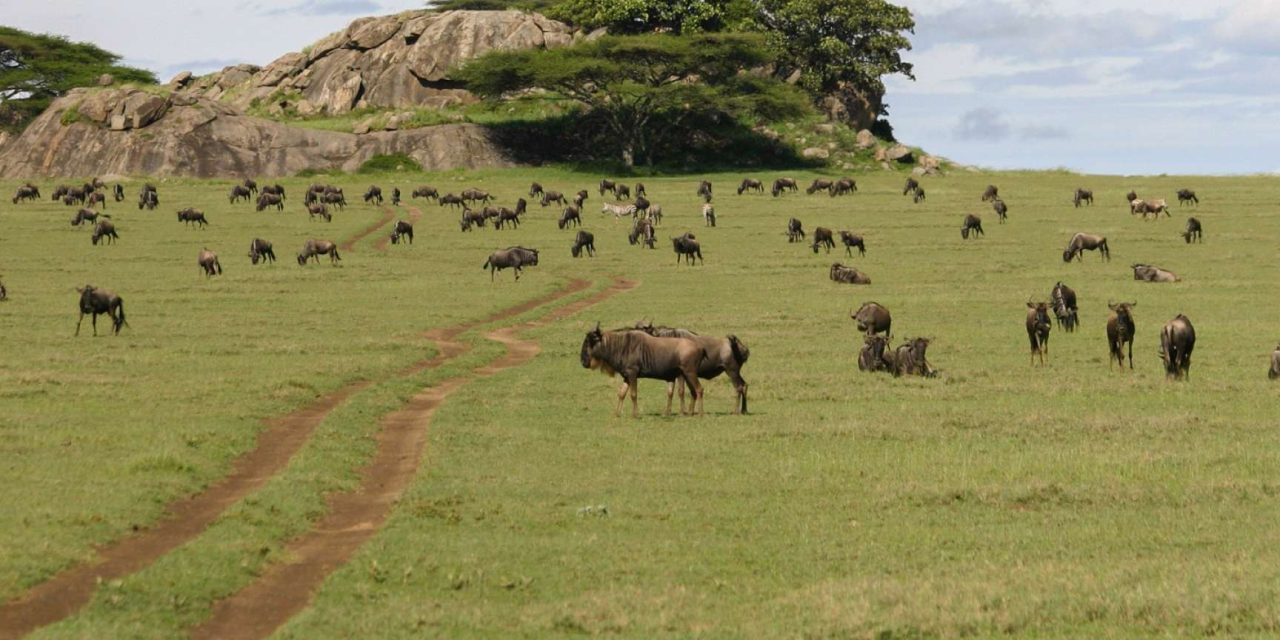 6 Days Best of Tanzania Lodge Safari