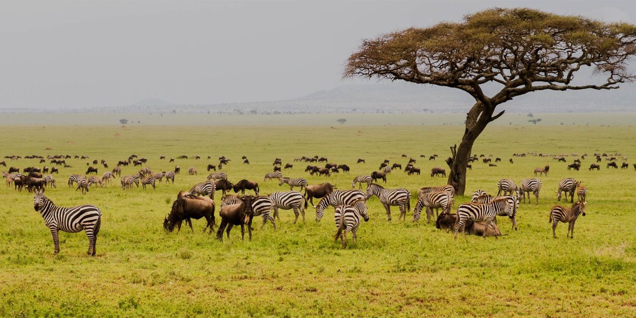 5 Days Tanzania Camping Safari