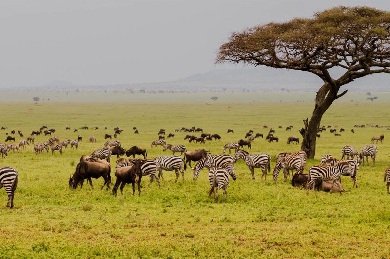 5 Days Tanzania Camping Safari
