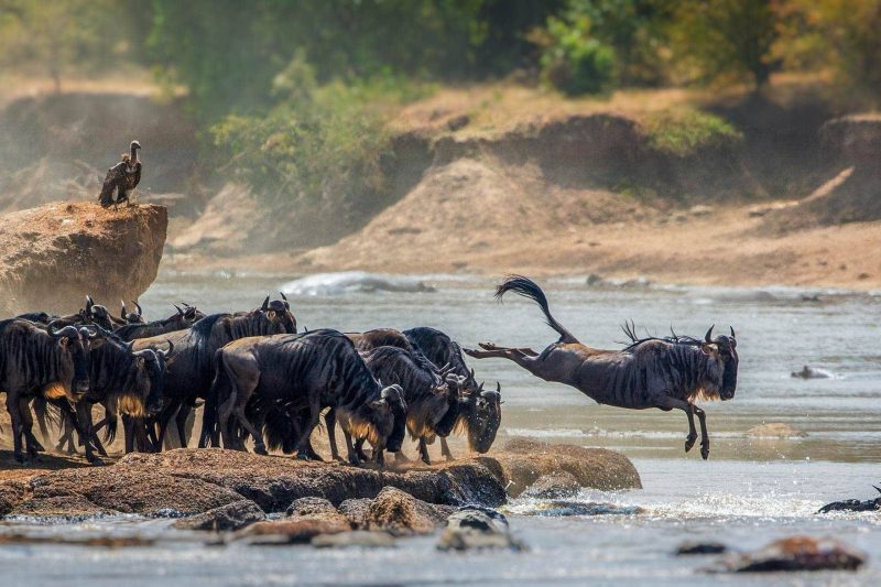 7 Days Northern Tanzania Budget Safari
