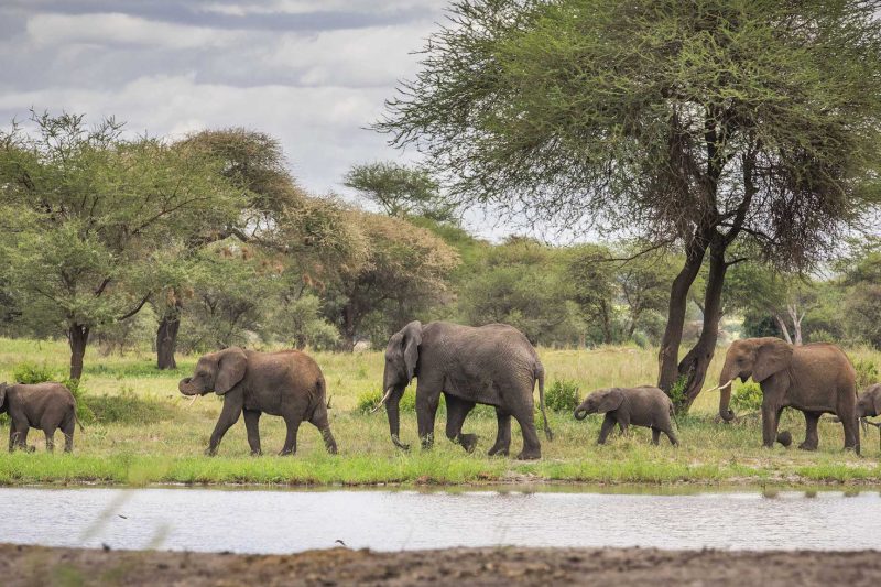6 Days Camping Safari and Ol Doinyo Lengai Trek