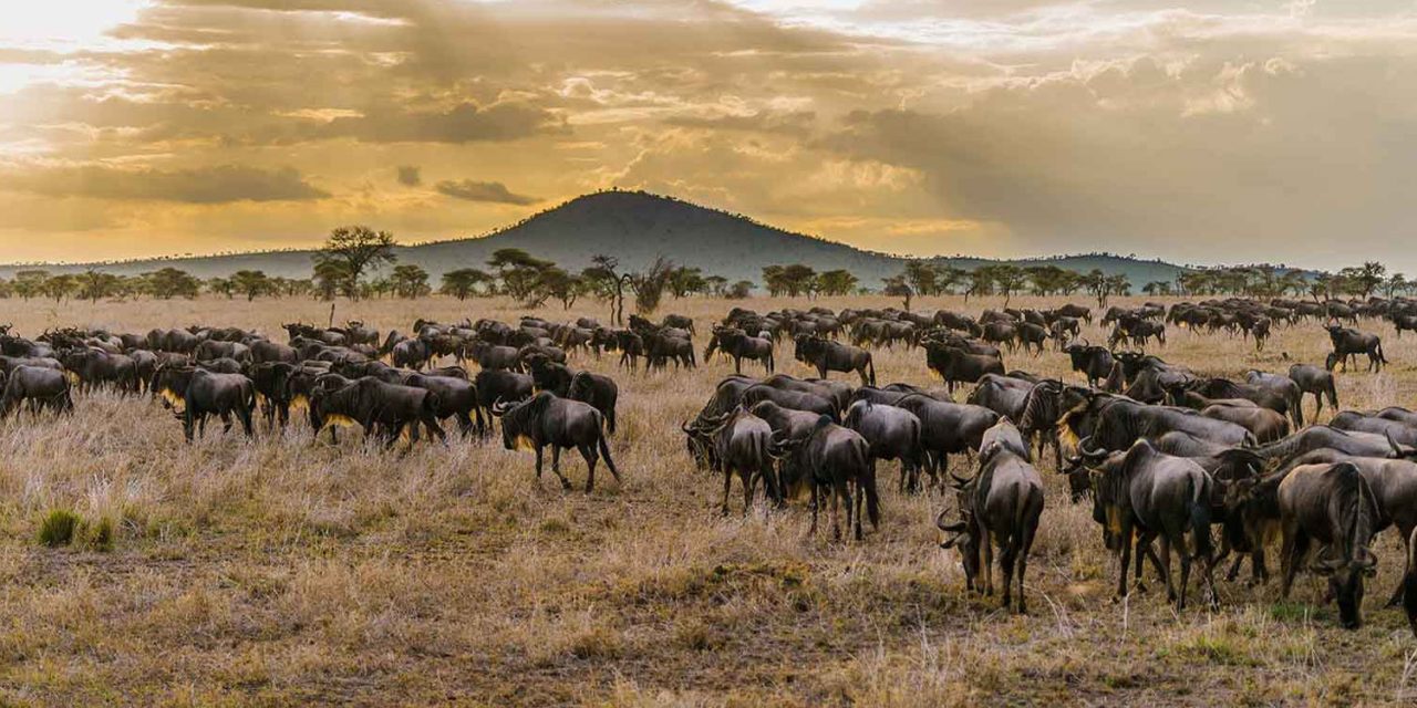 Best time to view Serengeti migration?
