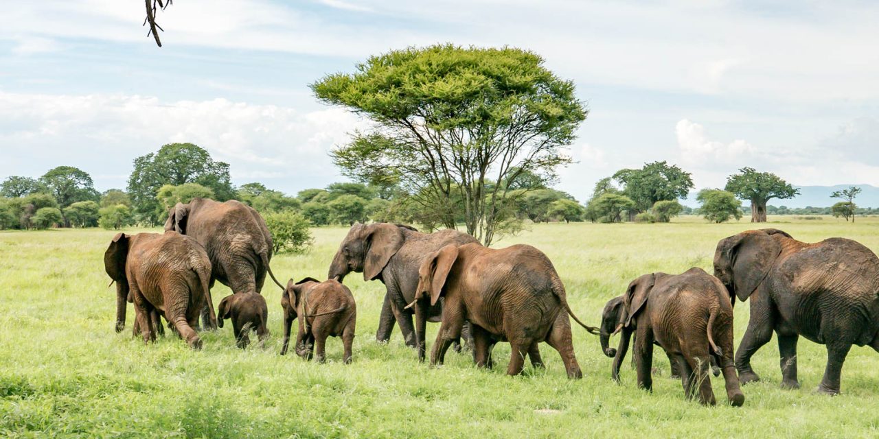 Tarangire National park Day Trip