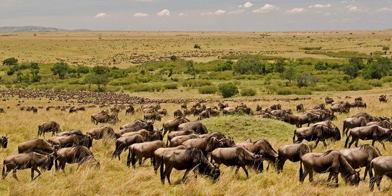 3 Days Short Serengeti Fly-in Safari