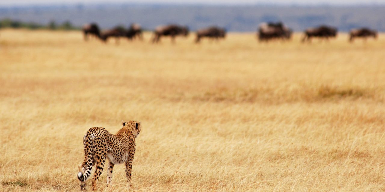 8 Days Southern Tanzania Luxury Safari