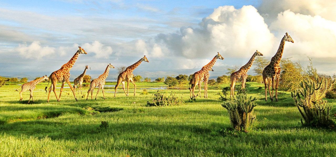 3 Days Tanzania Fantastic Safari
