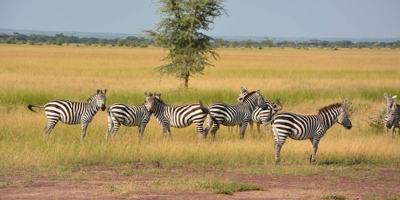 15 days/14 nights  Safari Package